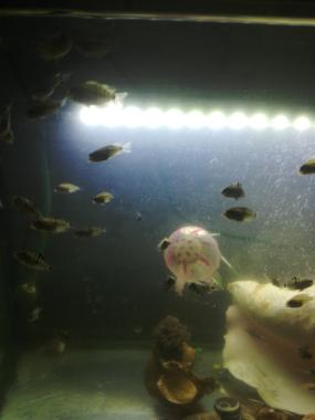 Мальки цихлазомы