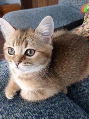 Шотландский котёнок