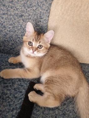 Шотландский котёнок