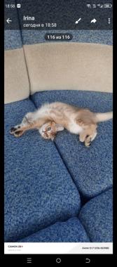 Шотландский котёнок