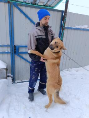 Домашний пёс-охранник сорвался с цепи